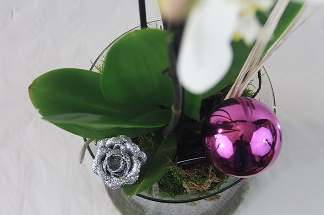Orchidee in glas kerst Rose/Paars